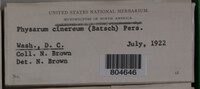 Physarum cinereum image